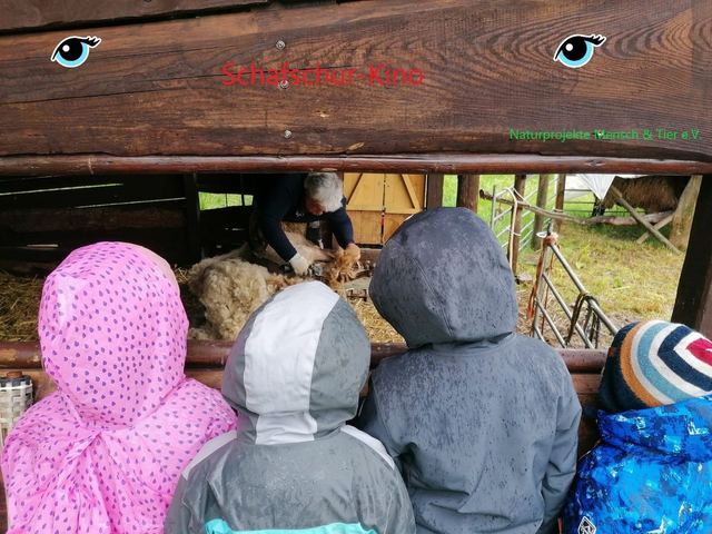 Kinder schauen bei der Schafschur zu